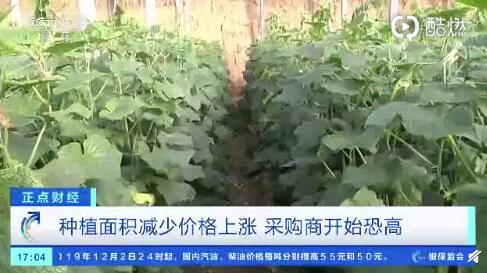 聊城黃瓜最新行情，一根黃瓜如何助力自信與成就之路