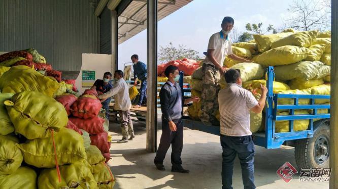 盈江土豆行情動(dòng)態(tài)，種植希望，收獲自信與成就