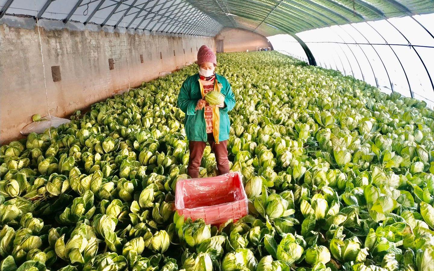 最新特菜品種，家的溫馨故事探索與發(fā)現