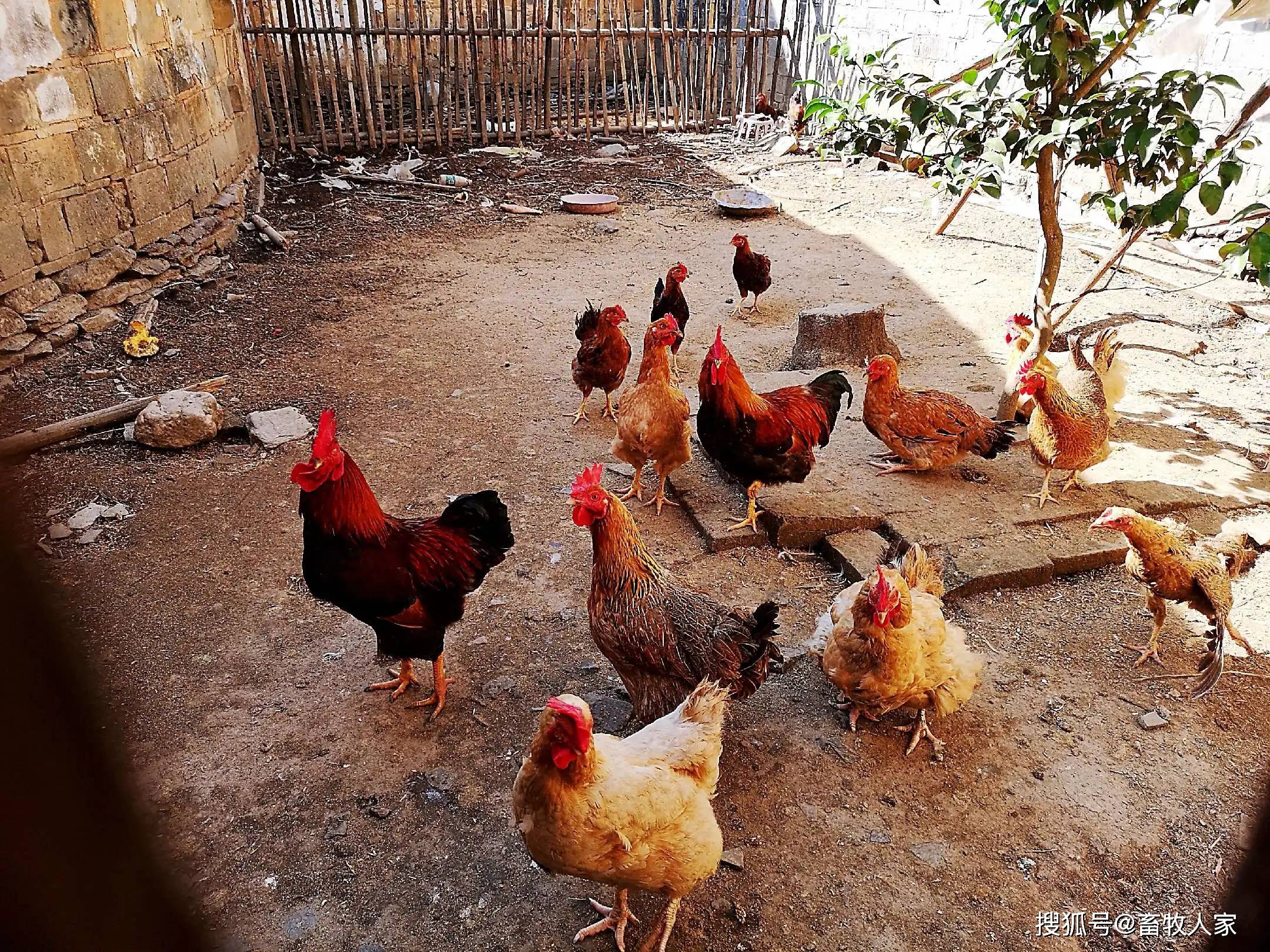 澳門(mén)彩家禽,安全保障措施_ZKL27.964煉髓境