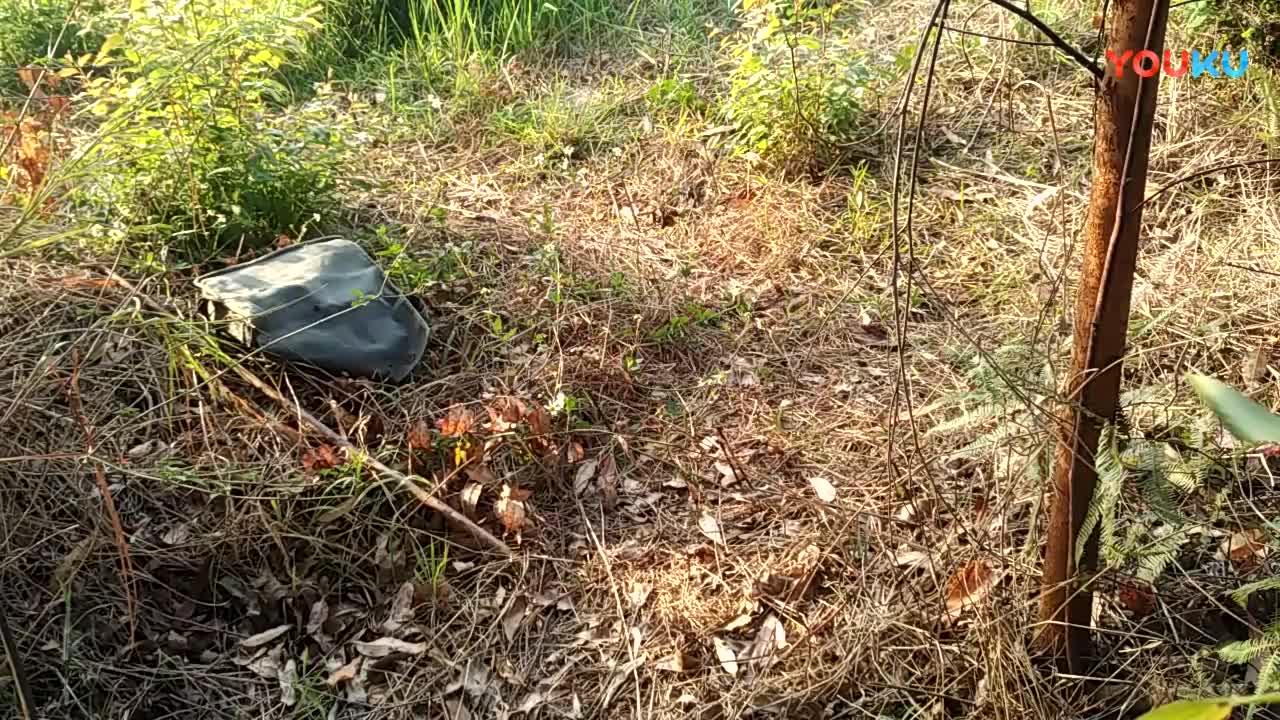 鷓鴣中套最新視頻，領(lǐng)略傳統藝術(shù)魅力的震撼登場(chǎng)！