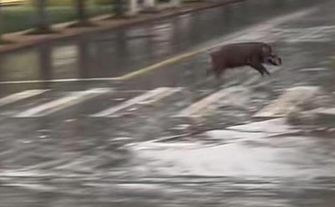 池州一高校內驚現狂奔野豬,效率評估方案_IGA10.666流線(xiàn)型版