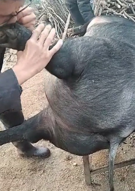 豬圈中的歡樂(lè )時(shí)刻，最新吹豬視頻集錦