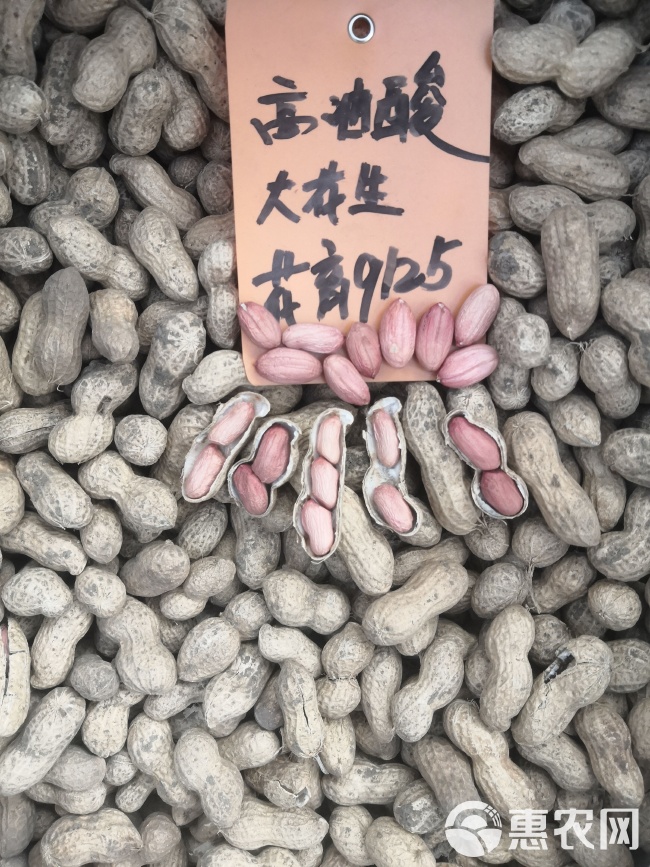 最新花生品種，小巷中的隱秘寶藏發(fā)現