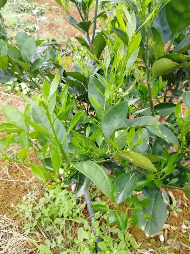 柑橘最新保果技術(shù)，開(kāi)啟探索之旅，勵志無(wú)限可能