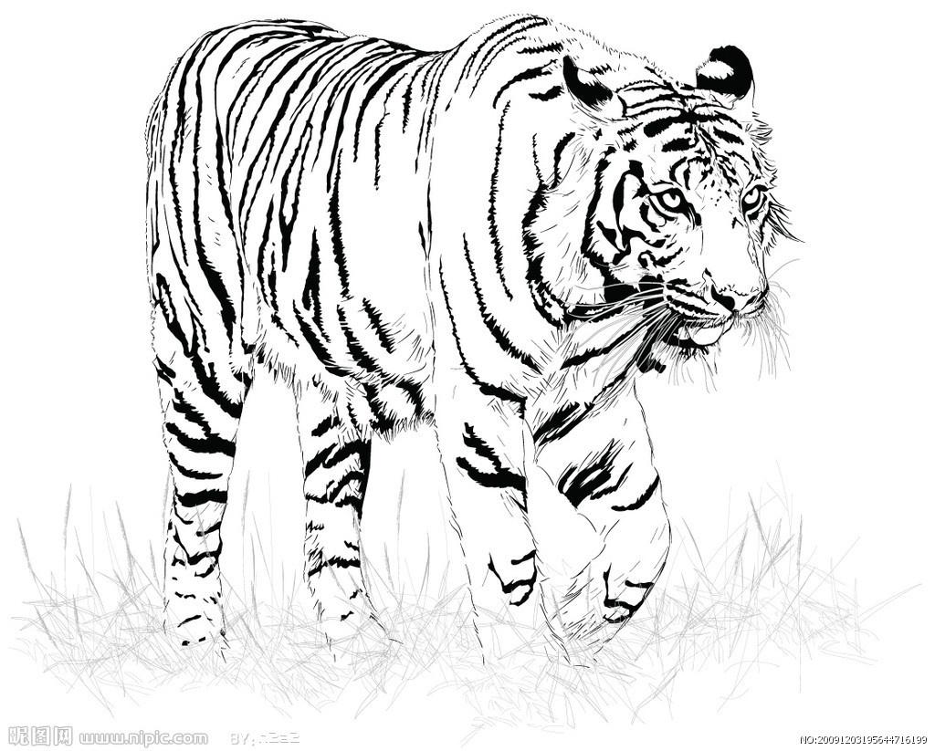 白老虎正版資料免費中,綜合指數法_QTH85.428力量版