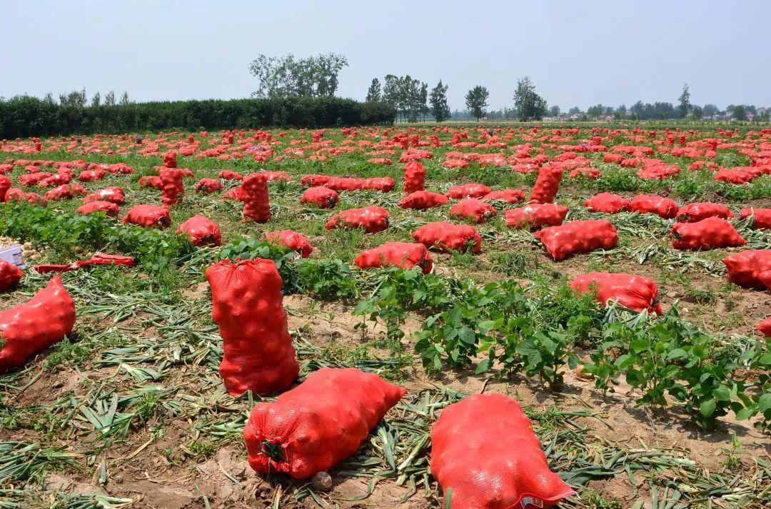 金鄉洋蔥出庫最新價(jià)格，獲取與了解的步驟指南