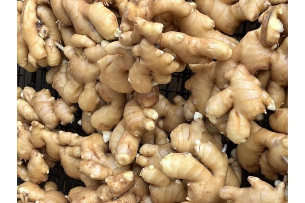 昌邑生姜市場(chǎng)最新價(jià)格指南，全面了解生姜市場(chǎng)行情與價(jià)格動(dòng)態(tài)