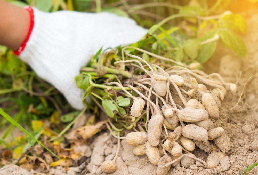 遼寧玉米最新價(jià)格動(dòng)態(tài)，變化中的機遇，學(xué)習成就自信與收獲