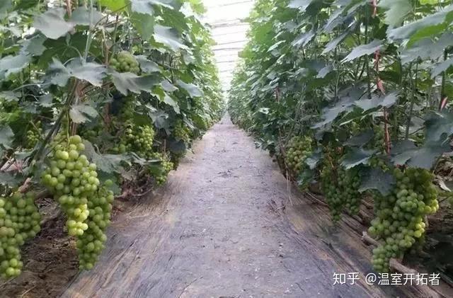 探索自然美景之旅，最新葡萄大棚種植模式揭秘