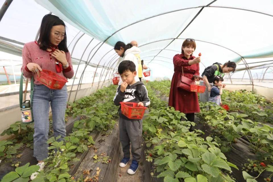 灃西新城馬王發(fā)展雙刃劍效應，最新消息與影響分析