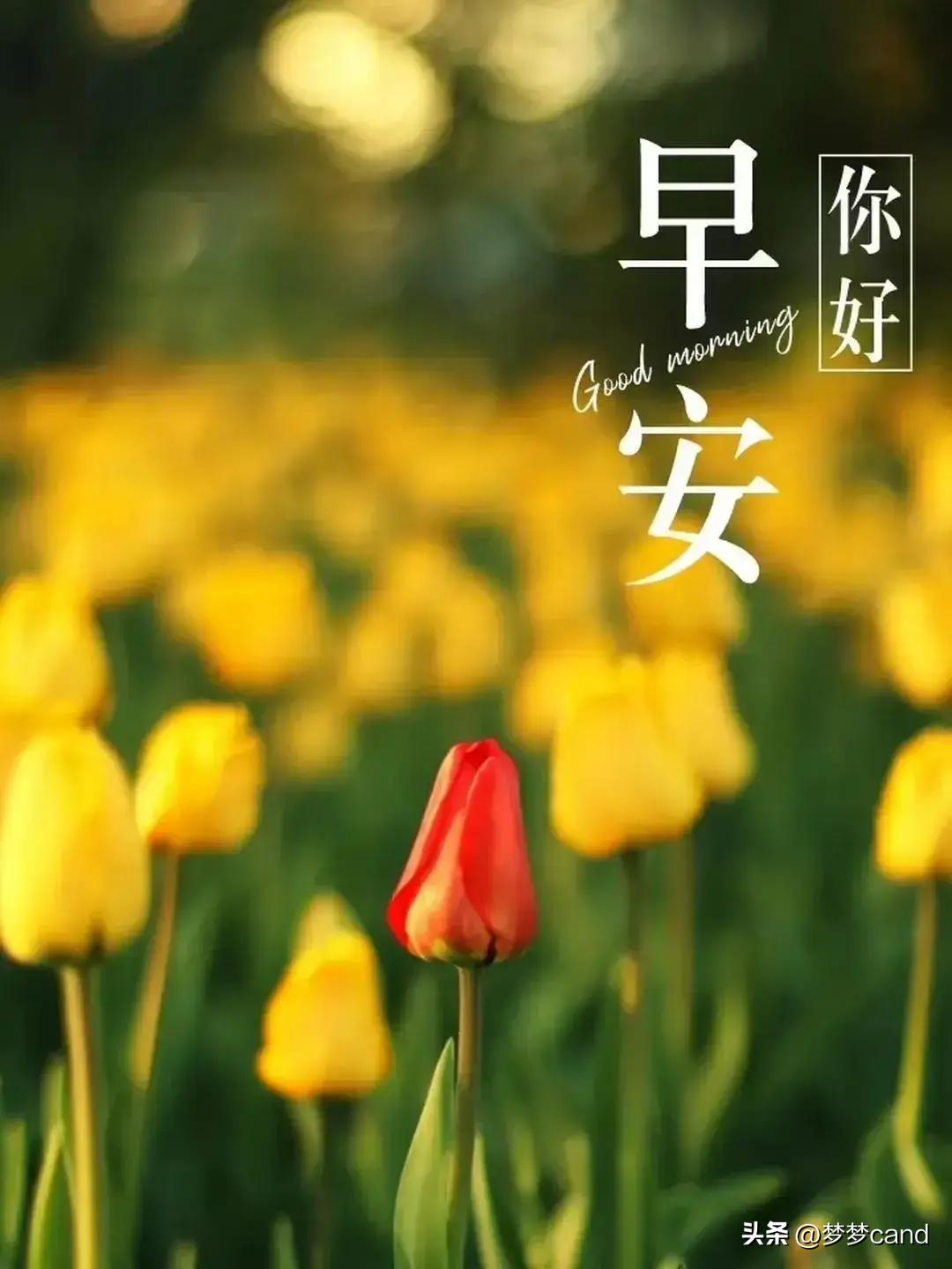 2024年天天彩資料免費大全,策略規劃_設計師版81.158