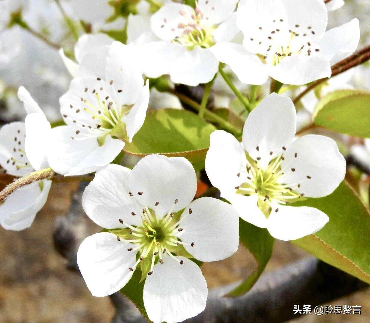 梨花屬于什么生肖,機制評估方案_服務(wù)器版54.914