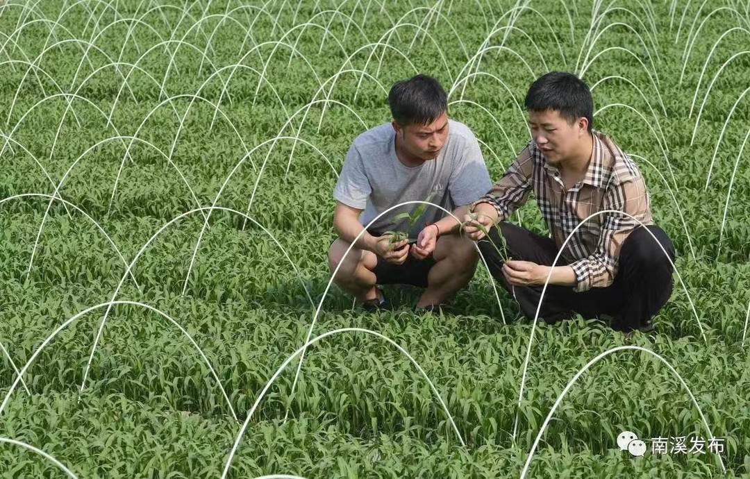 新澳資料免費精準期期準,專(zhuān)家意見(jiàn)法案_仿真版81.481