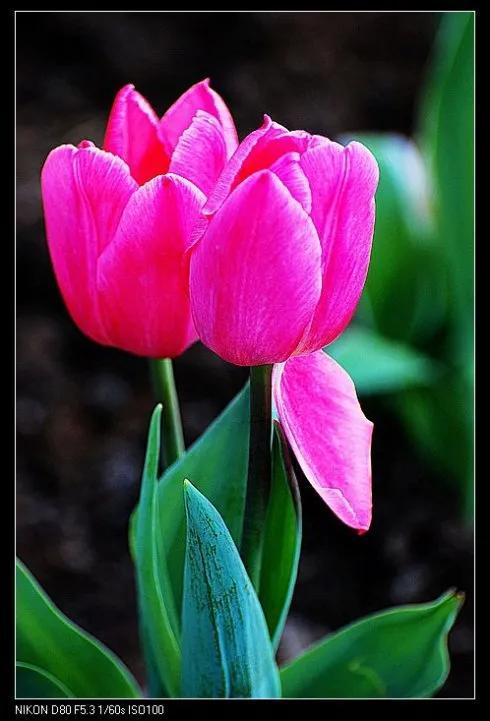 最新郁金香，小巷深處的芬芳馥郁之美