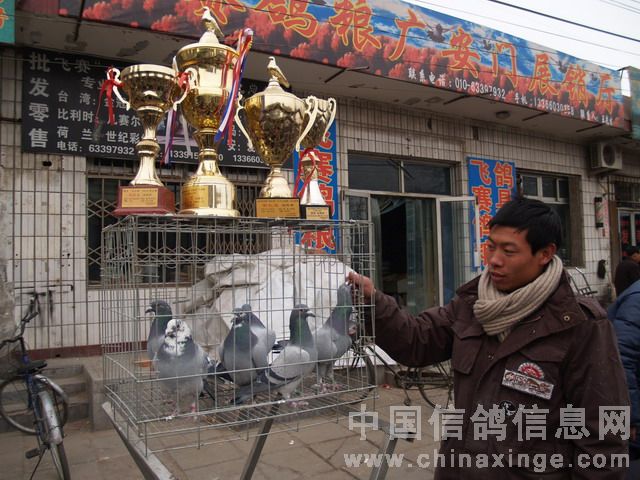 北京鴿市繁榮景象與發(fā)展趨勢揭秘，最新動(dòng)態(tài)與未來(lái)展望