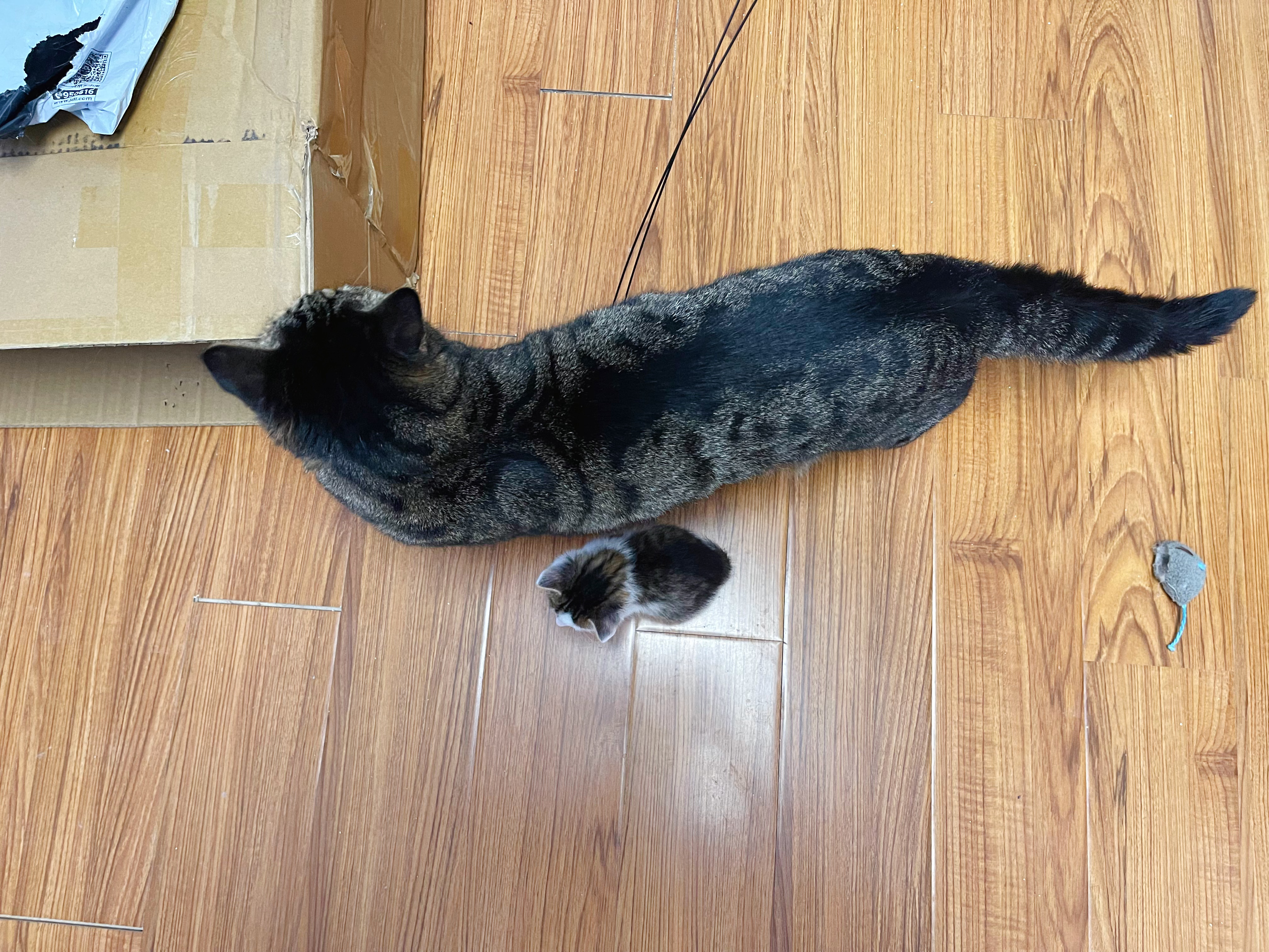 我找大貓，最新探索與影響的魅力