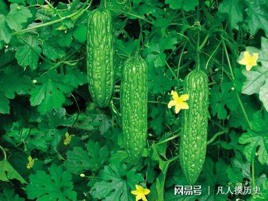 苦瓜最新網(wǎng)站，探索自然美景，尋找內心寧靜的輕松之旅