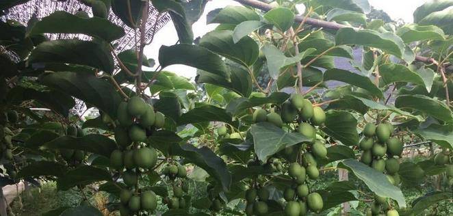 最新型果樹(shù)，小巷中的綠色寶藏與獨特風(fēng)味小店的探索