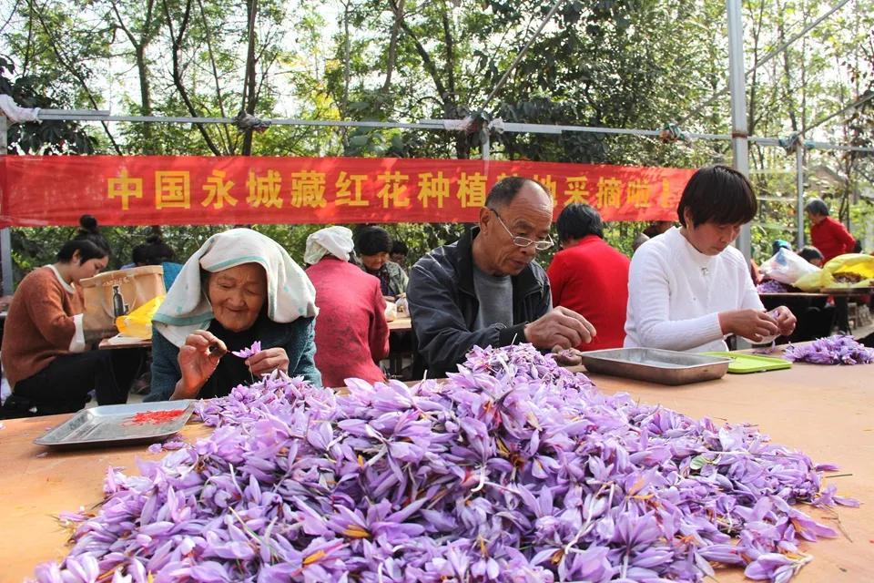亳州白芷行情深度解析，市場(chǎng)走勢及行情概覽