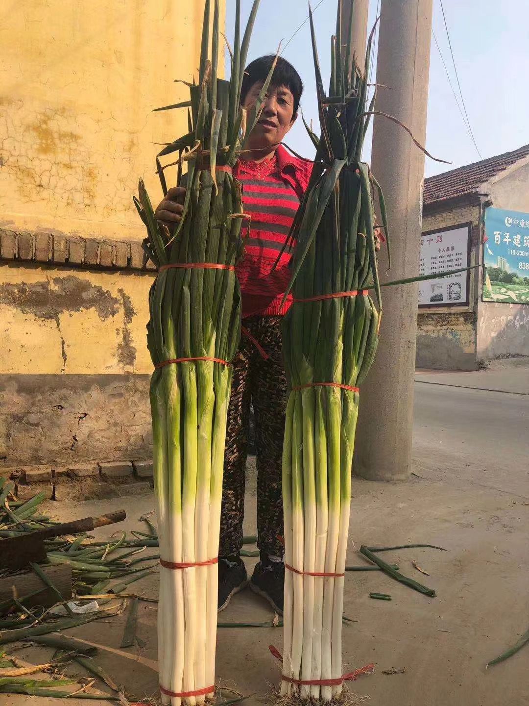 保定大蔥近期價(jià)格走勢，機遇與挑戰中的勵志力量