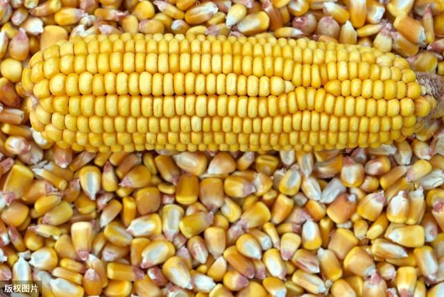 秋日玉米情緣，溫情故事與行情回顧