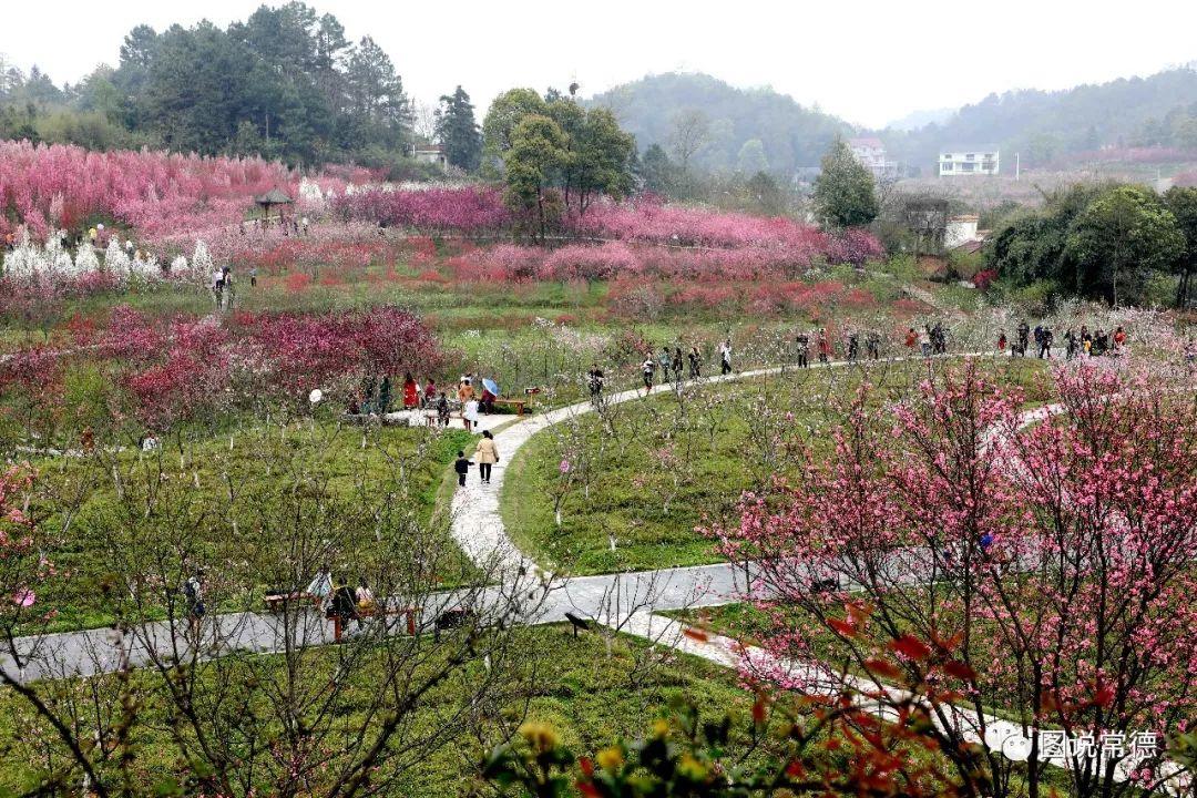 常德最新疫情動(dòng)態(tài)步驟指南，初學(xué)者與進(jìn)階用戶(hù)必讀