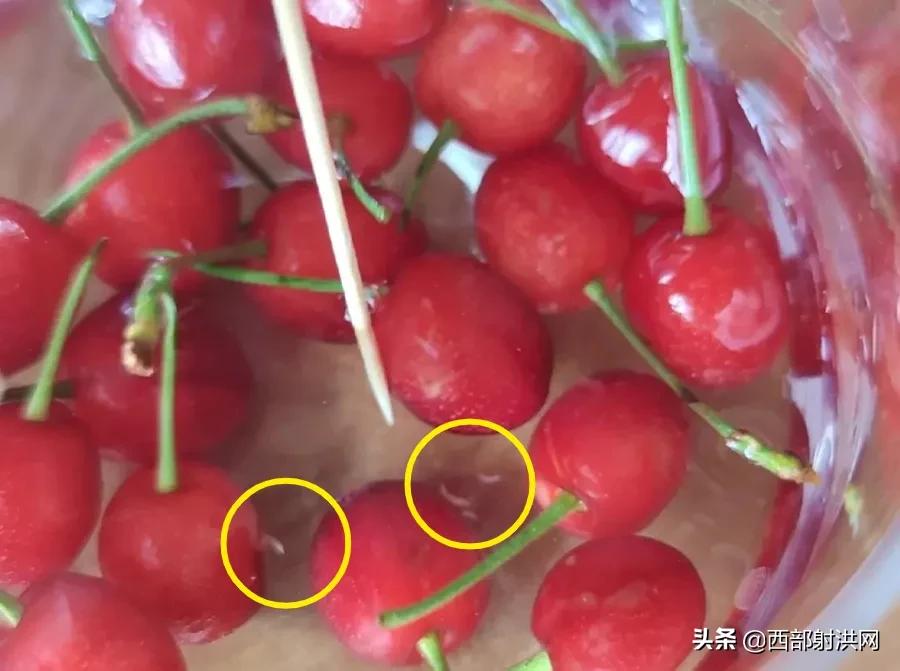 射洪上市公司，小巷深處的獨特風(fēng)味揭秘