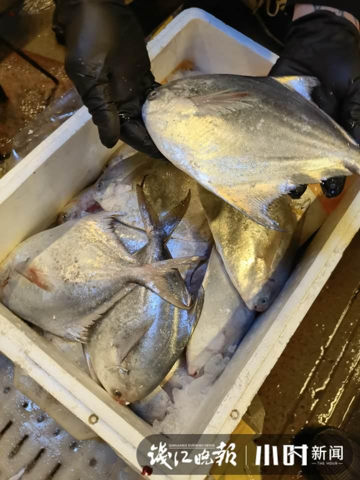 帶魚(yú)行情，一場(chǎng)海鮮盛宴的溫馨之旅