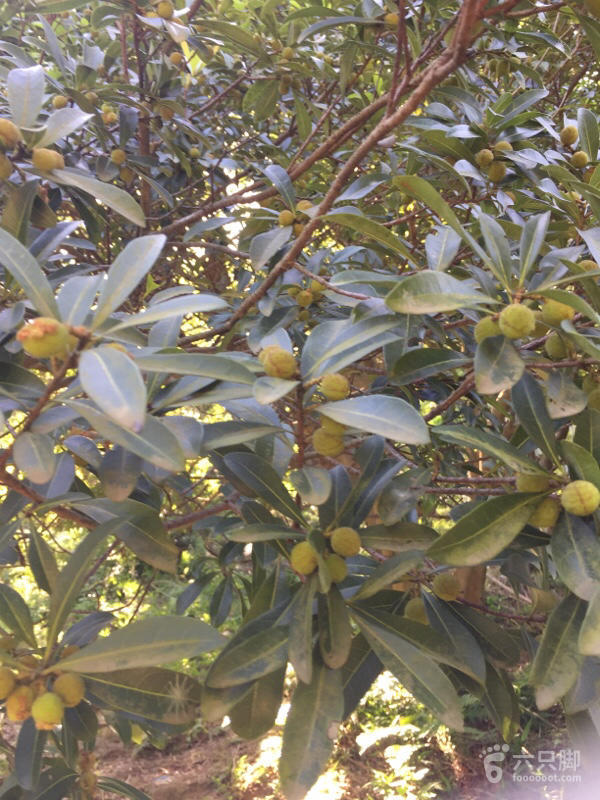 橫河大山搬遷最新動(dòng)態(tài)，力量重塑與未來(lái)希望