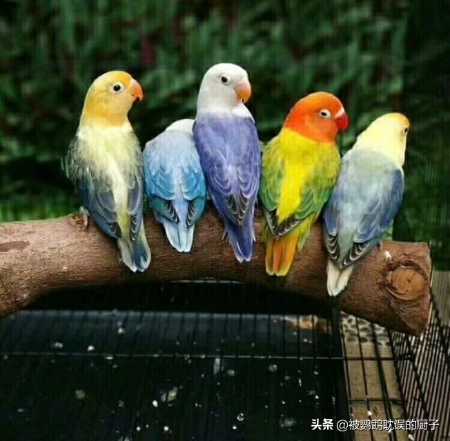 牡丹鸚鵡最新報價(jià)，市場(chǎng)走勢分析與選購指南