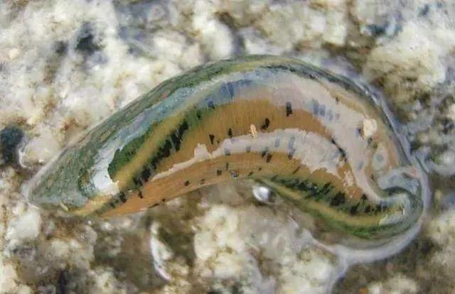 石斑魚(yú)孵化技術(shù)革新詳解，從入門(mén)到精通的孵化指南