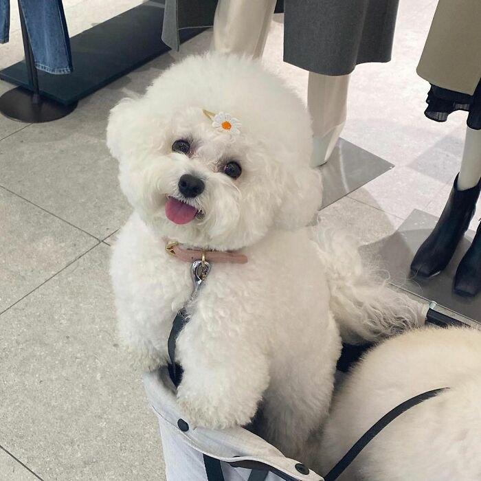 小巷中的寵物奇緣，比熊犬的價(jià)格探秘