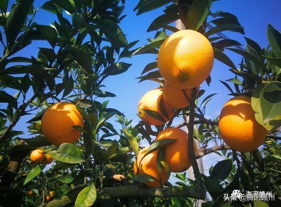 贛州上市公司，閃耀未來(lái)，共創(chuàng  )繁榮時(shí)代！