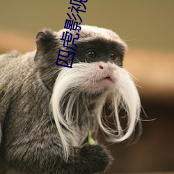四虎影最新在線(xiàn)觀(guān)看，熱門(mén)影視的全新體驗