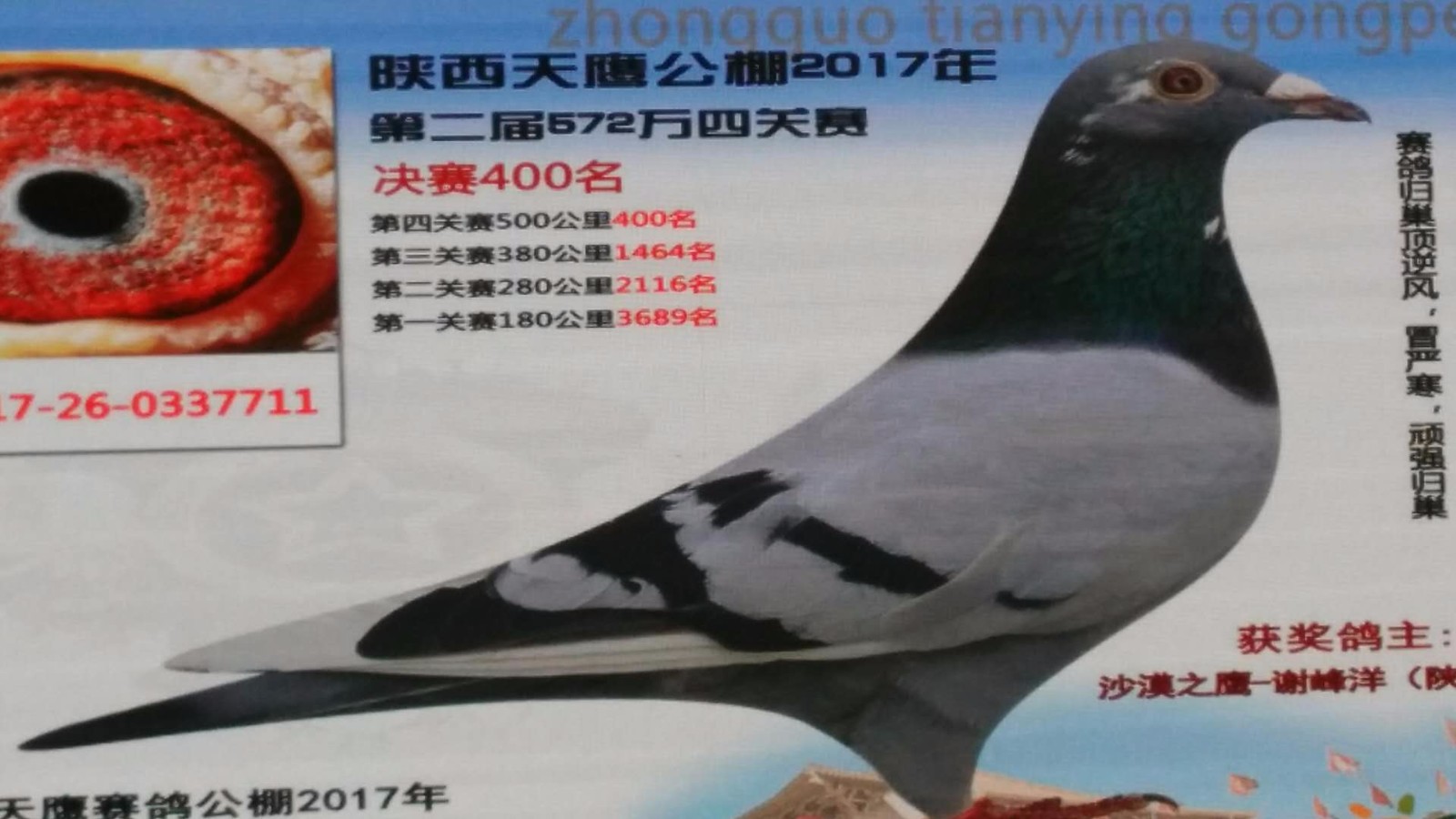 天鷹公棚歷程回顧，最新消息鑄就輝煌篇章