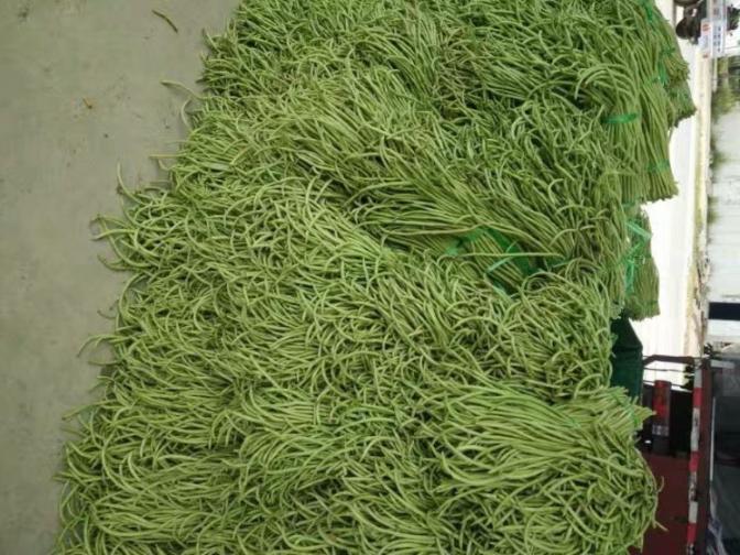 合浦豆角最新價(jià)格指南，獲取與比較豆角價(jià)格的方法及最新價(jià)格更新通知