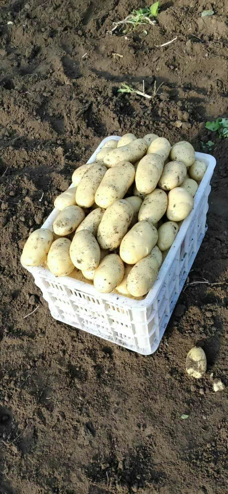 萊西土豆最新價(jià)格動(dòng)態(tài)，變化中的價(jià)值與學(xué)習中的力量
