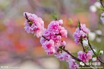 科技巔峰之作桃花開(kāi)啟未來(lái)生活新紀元，最新章節預覽
