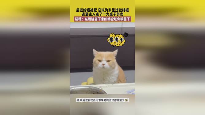 省貓任務(wù)輕松完成指南，最新技能學(xué)習與任務(wù)執行詳細步驟