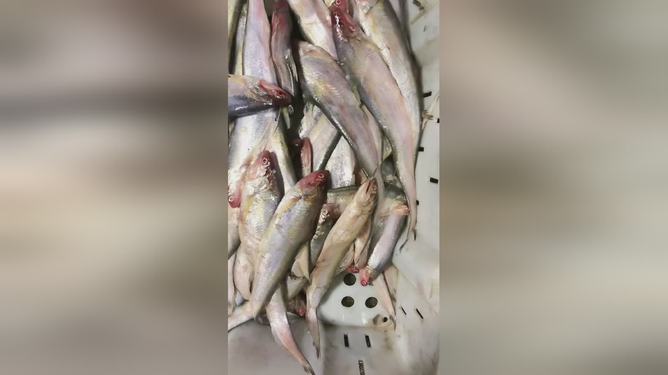 最新魚(yú)視頻，海洋生態(tài)與觀(guān)賞魚(yú)文化的精彩交融