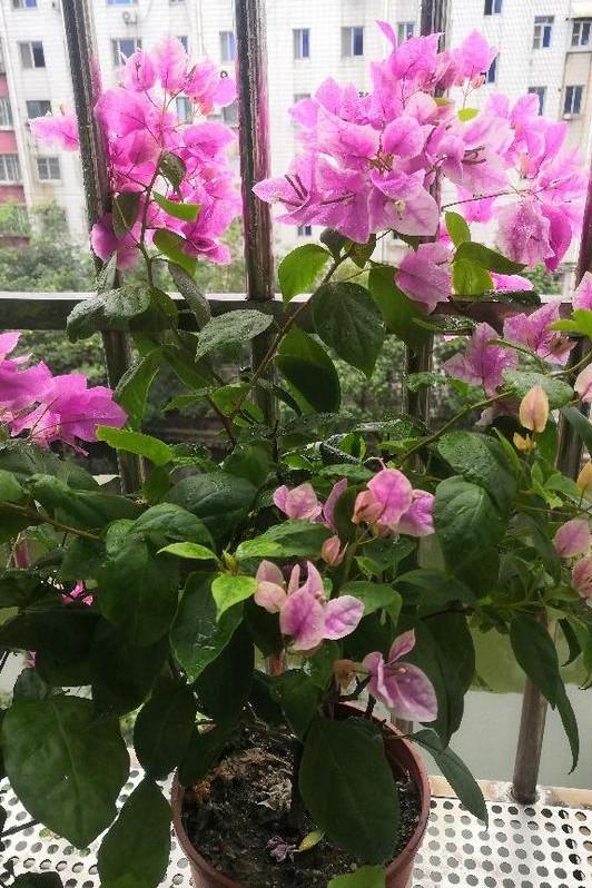 小巷深處的獨特花語(yǔ)，最新殘花之美