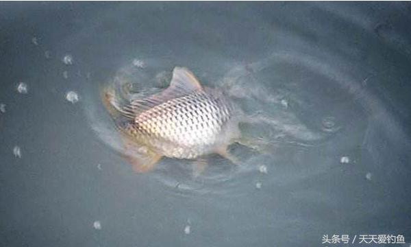 最新逗釣步驟指南，從入門(mén)到精通的釣魚(yú)技巧分享