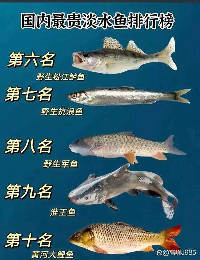 青魚(yú)國產(chǎn)最新論述，探索與解析