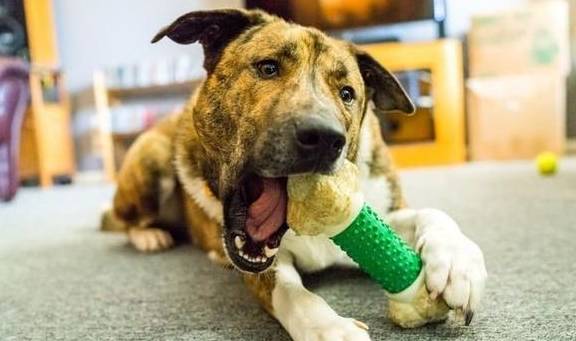 犬類(lèi)智慧與人類(lèi)勵志，最新狗狗新聞聚焦