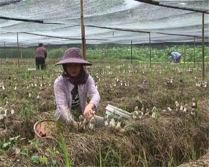 食用菌最新讀音及其背景、發(fā)展與地位概述