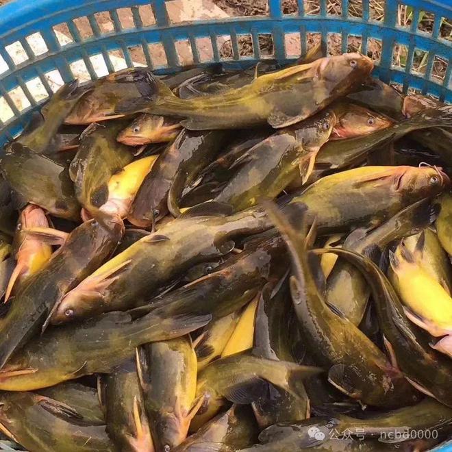 黃顙魚(yú)最新報價(jià)大全，專(zhuān)業(yè)指南與實(shí)時(shí)更新